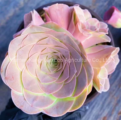 Plantas suculentas de Mountain Rose Greenovia.