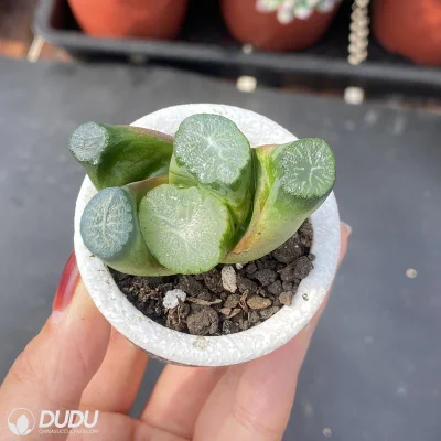 Dudu Mayoreo Colorful rara Estrella del Sur Hawworthia Natural Live Succulent