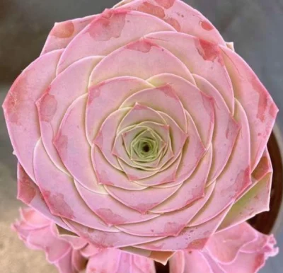 Pequeño bonsai color rosa sucesor de Wholesales