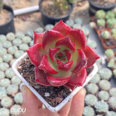 Dudu hermoso colorido Echeveria Caballero Rojo Echeveria Natural Live Succulent
