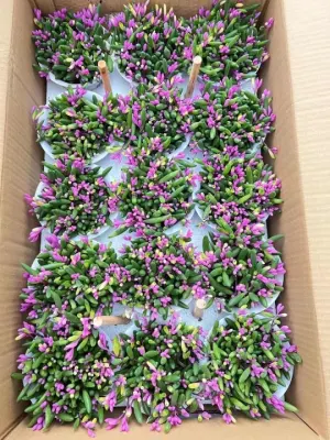 Plantas suculentas Othonna capensis Mini Bonsai
