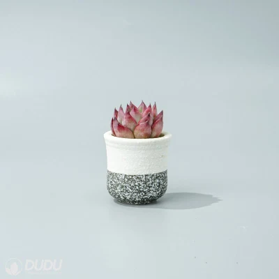 Dudu nueva llegada colorido fogata Echeveria vivir Natural suculentos