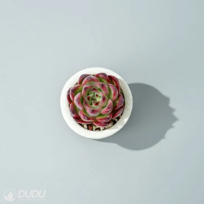 Dudu nueva llegada colorido fogata Echeveria vivir Natural suculentos