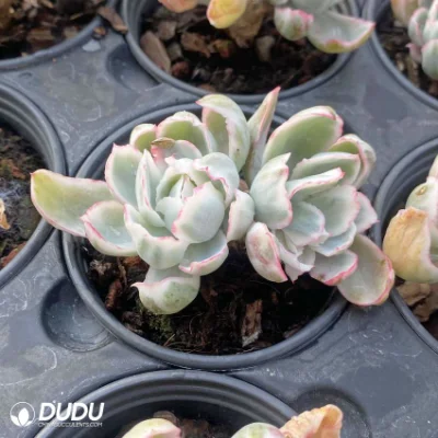 Dudu Mayoreo Berkeley Variegate Doble cabeza Echeveria Natural Live Suculentas