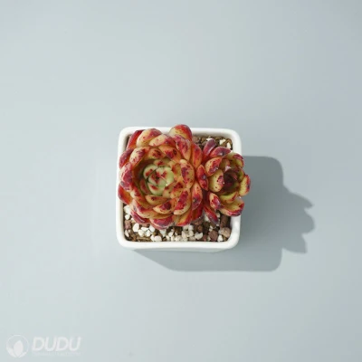 Nueva llegada Reina Roja Doble cabeza Echeveria Natural Live Succulent