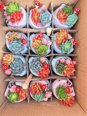 Vivero al por mayor Echeveria/Hawothia/Lithops/Aeonium/Cactus Colorful plantas suculentas naturales poco comunes