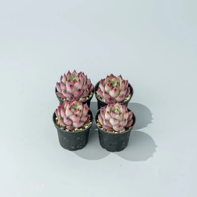 Dudu nueva llegada colorido fogata Echeveria vivir Natural suculentos