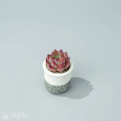 Dudu nueva llegada colorido fogata Echeveria vivir Natural suculentos