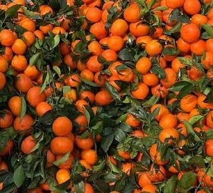 Mandarina fresca suculentos y de alta calidad Wogan mandarín en China