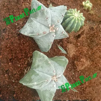 Forma de estrella Cactus Suculent Vivero en vivo para el jardín de exportación Astrophytum Miriostigma Lem