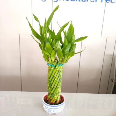 Brided Lucky Bamboo el bambú suculentas Nursey espiral de la torre de la rueda de la suerte de vivir plantas