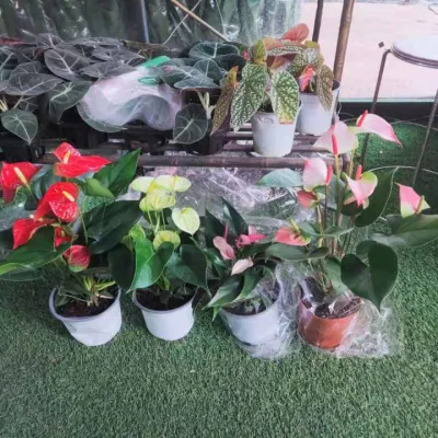Diferentes colores árbol Dripping plantas Real Interior planta Decorativa Anthurium Bonsaianthurium Bonsai