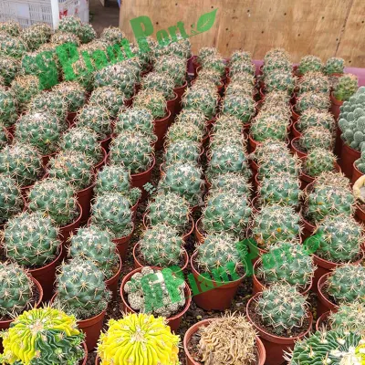 Forma de estrella Cactus Suculent Vivero en vivo para el jardín de exportación Astrophytum Miriostigma Lem