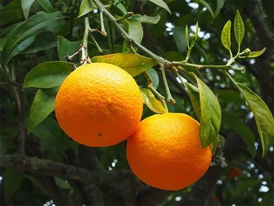 Los mejores naranjas de mandarín de China: Seleccionados a mano para la frescura