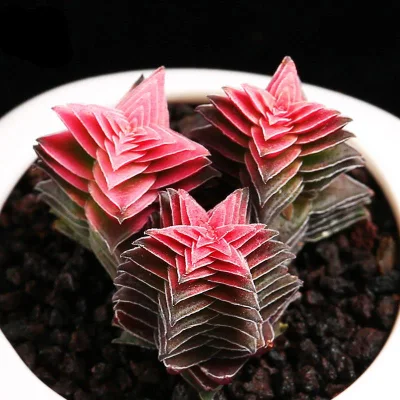 Las plantas suculentas Crassula Corymbulosa plantas suculentas real