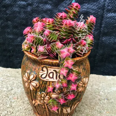 Las plantas suculentas Crassula Corymbulosa plantas suculentas real