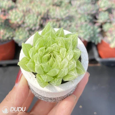 Dudu Comercio al por mayor Popular Decipiens Var. Decipiens Haworthia vivir Natural suculentos
