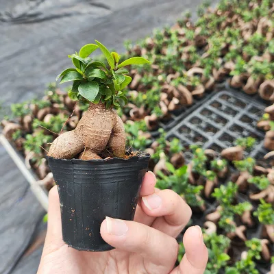 Mayorista Ginseng Ficus Microcarpa Mini Bonsai plantas vivas Vivero Nude Raíz