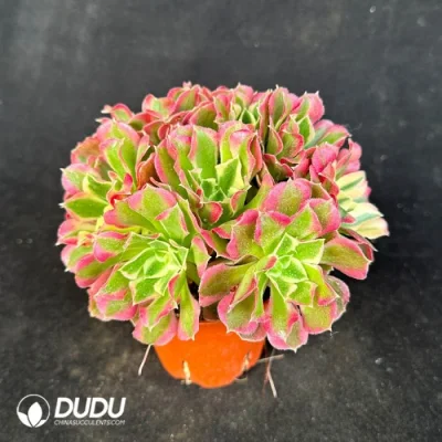 Dudu Factory Vivero Aeonium Cluster Variegated plantas suculentas para el Jardín Decorativo