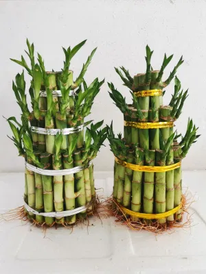 L3 de la torre capas bambú vivero de plantas vivas Lucky Bamboo suculentas mayorista