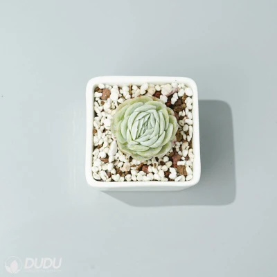 Dudu Cheap al por mayor Pretty Echeveria Echeveria Sina Natural Live Succulent