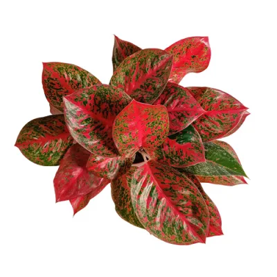 Aglaonema Sol Rojo de plantas reales