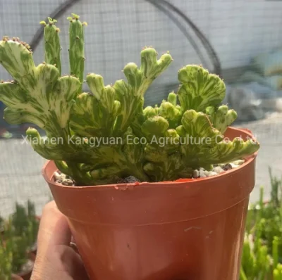 Plantas vivas ornamentales naturales Euphorbia