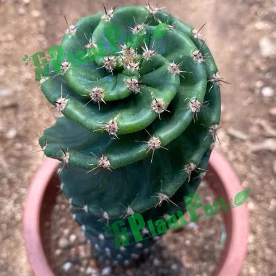 Live Cactus Bonsai Cereus forbesii spiralis forma única Bonsai decoración Plantas Succulents