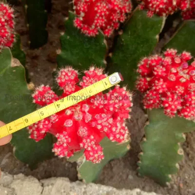 Gymnocalycium Luna Cactus cactus injertados en el interior de plantas vivas de la planta de jardinería