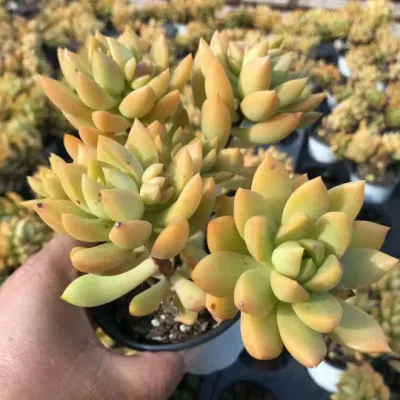 Suculent Sedum Adolphii Mini Suculent plantas de Interior