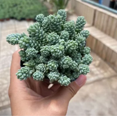 La suculenta Edum Dasyphyllum &prime;major&prime; Green plantas naturales
