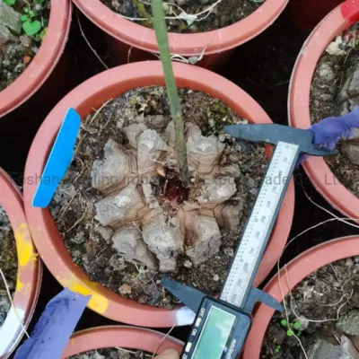 Dioscorea Elephantipes Tubérculo raíz vivir Cactus suculentos Casa jardín plantas Bonsai