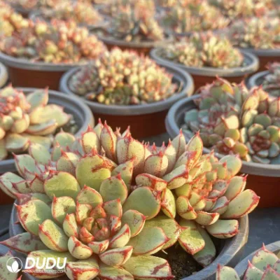 China Vivero mascotas Echeveria fuegos artificiales Daphni Echeveria Natural en vivo Suculentas