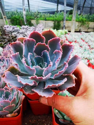 Mini planta decorativa de Suculent al aire libre y de interior