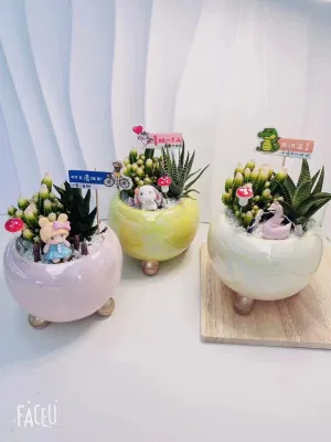 Vivero mayorista Echeveria/Hawothia/Lithops/Aeonium/Cactus Colorful plantas naturales vivas suculentas mezcla-2