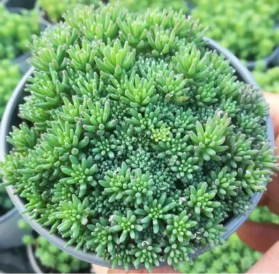 Suculento Sedum Hispanicum Ornamental Bonsai Plants