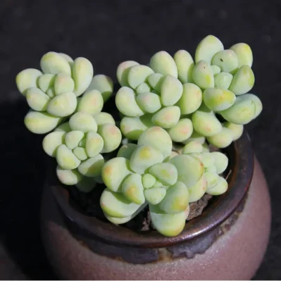 Suculento Sedum treleasei orejas de ángel