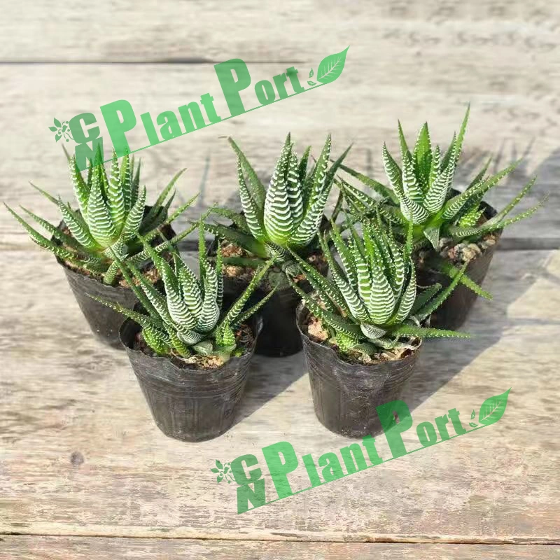 Mini Succulents Fasciated Haworthia Wholesale Price Live Plant Indoor Bonsai Garden