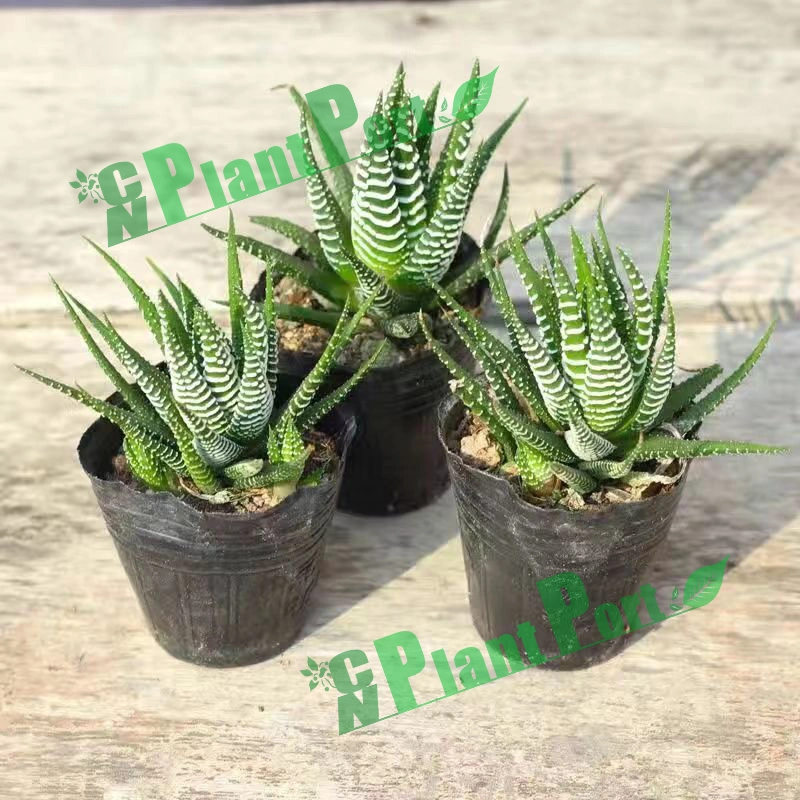 Mini Succulents Fasciated Haworthia Wholesale Price Live Plant Indoor Bonsai Garden