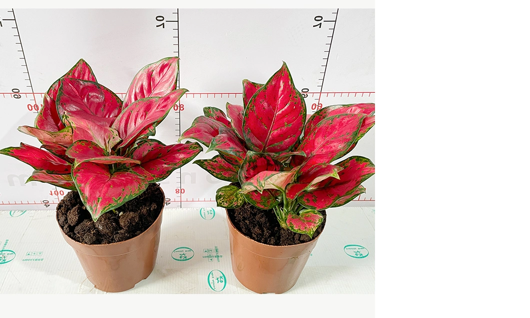 Aglaonema Rich Red Real Plants