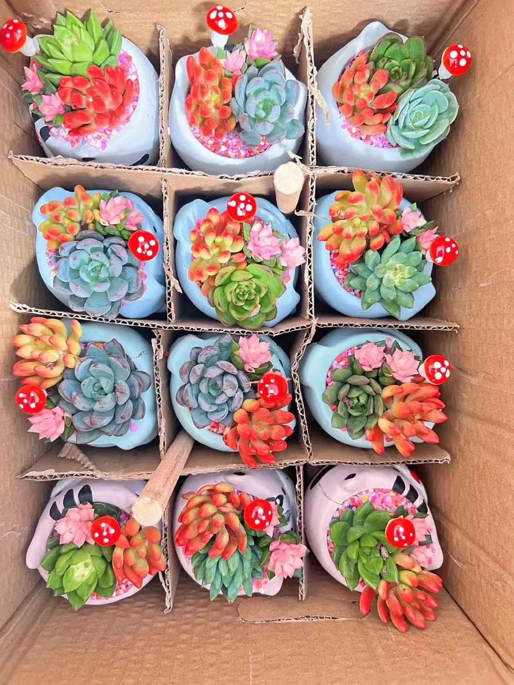 Wholesale Nursery Echeveria/Haworthia/Lithops/Aeonium/Cactus Colourful Rare Natural Live Succulent Plants Mix