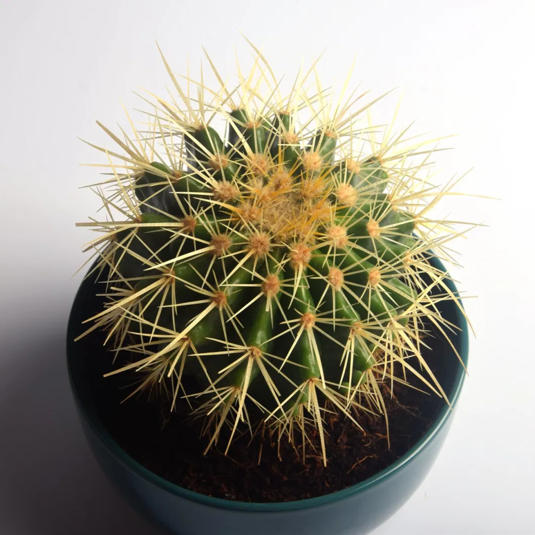 Round Mini Potted Succulent Cactus Plant for Indoor Decoration