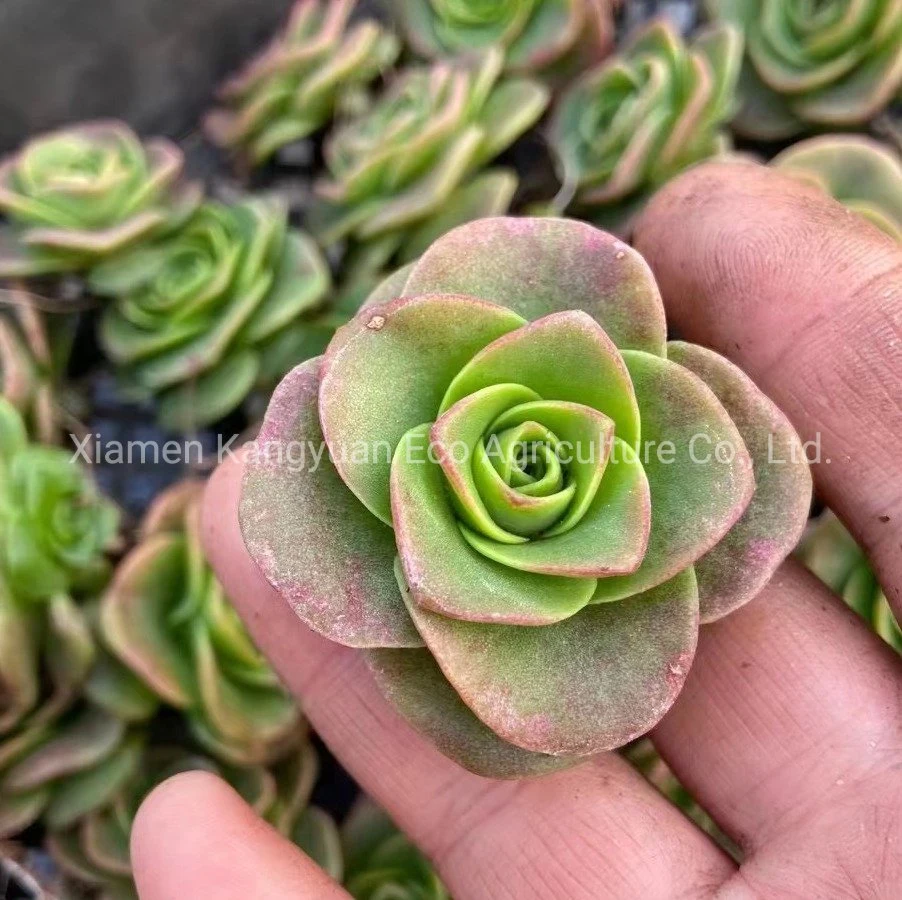 Mountain Rose Greenovia Succulent Plants