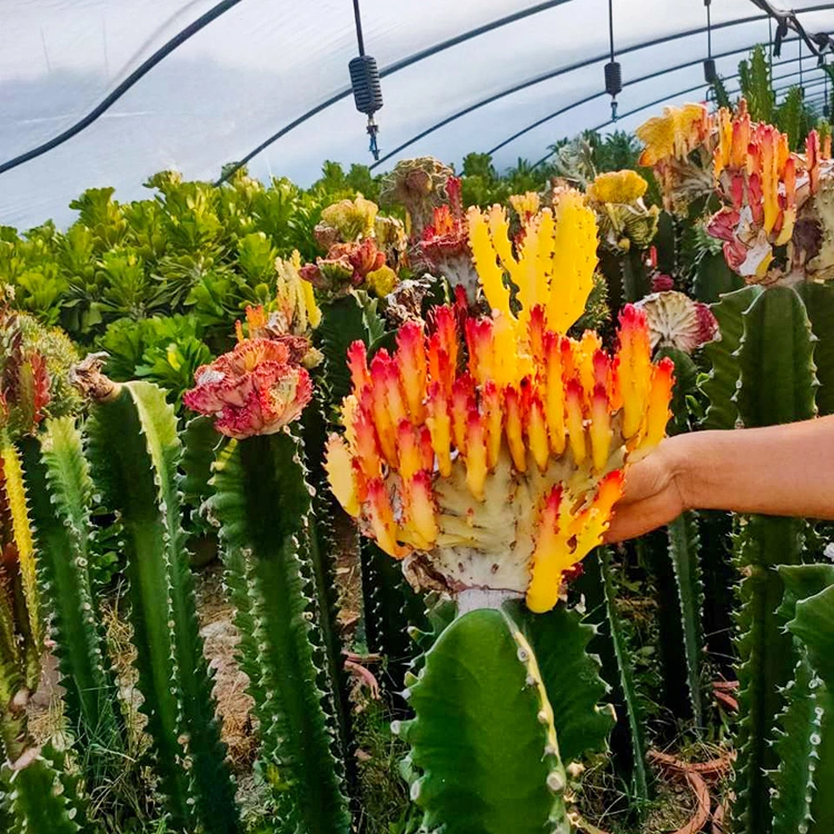 Wholesale High Quality Cactus Plant Euphorbia Lactea F Cristata Albavariegata Cactus