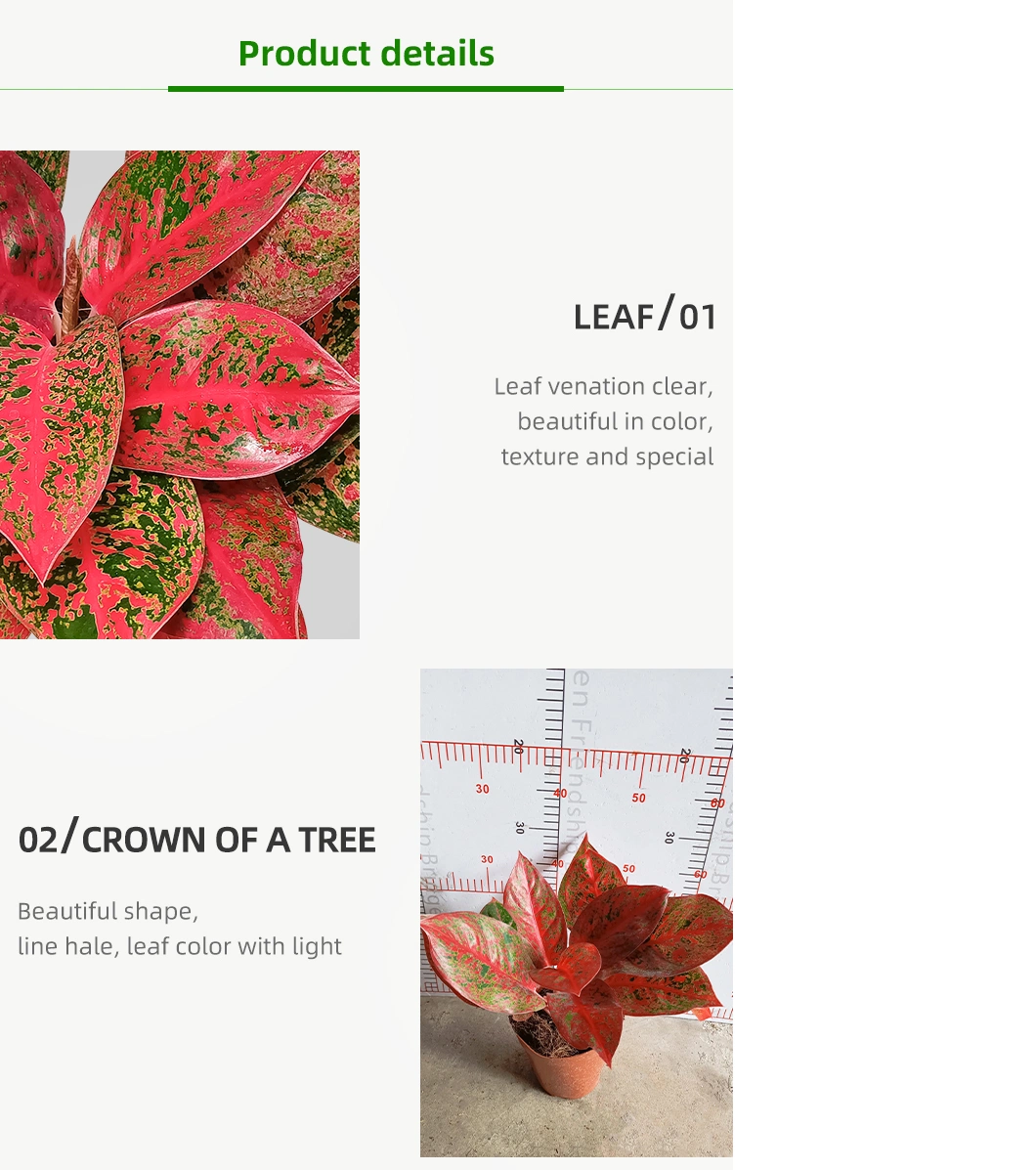 Aglaonema Red Sun Real Plants