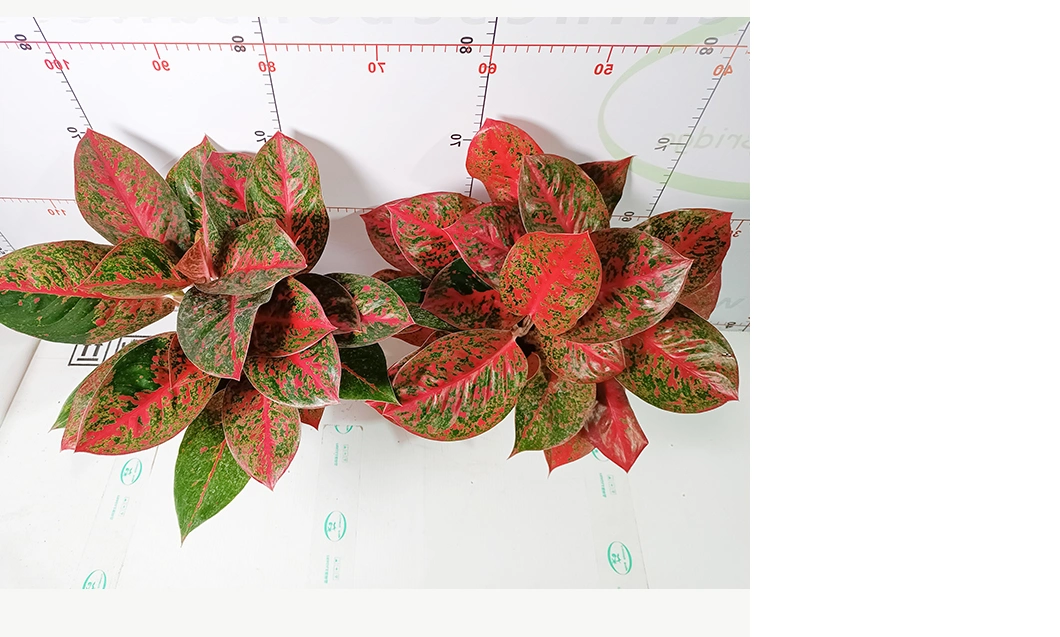 Aglaonema Red Sun Real Plants