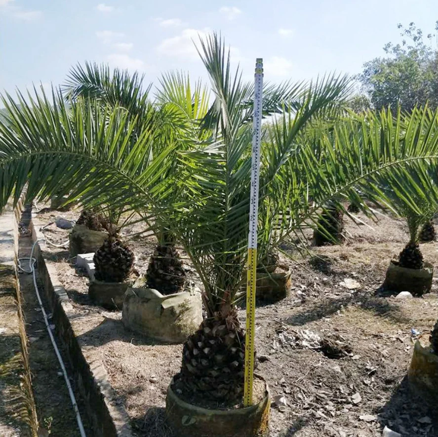 Fresh Phoenix Canariensi Seeds Palm Tree Seeds