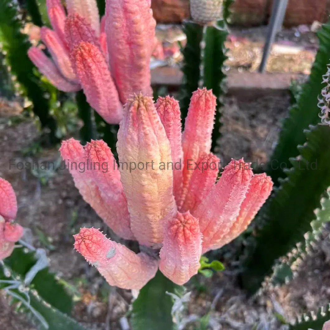 0rare Euphorbia Abdelkuri Variegated Large Cluster Cactus Live Plant