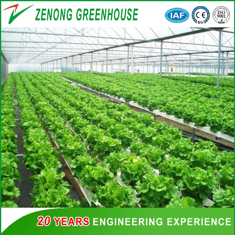 Worldwide Used Anti Fog Film Poly Greenhouse for Vegetables/Succulents Growing