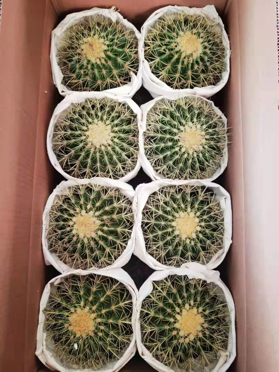 3-50cm Diameter High Quality Golden Barrel Cactus Succulents Echinocactus Grusonii Cactus on Wholesale